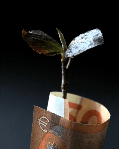 Plant in rolled up euro